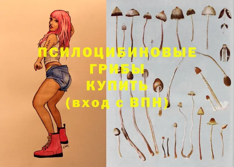 МЕГА ТОР  Усолье-Сибирское  Псилоцибиновые грибы Psilocybe 